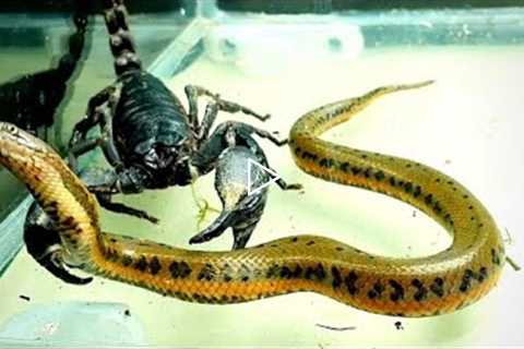 10 Times Snakes Messed With The Wrong Opponent