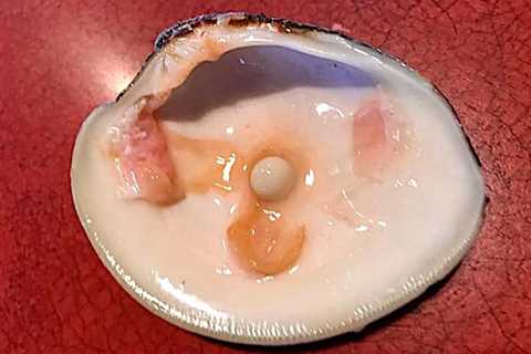 Couple find pearl in shell that could be worth thousands