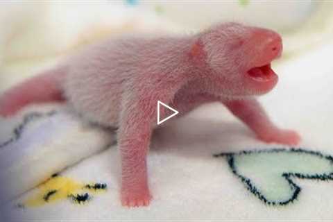 Newborn Animals You've Never Seen Before