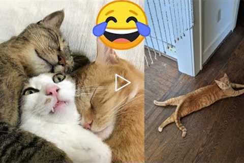 funny videos Youtube & Animals Videos Clips Cats