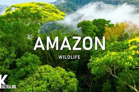 Amazon 4K - The World’s Largest Tropical Rainforest | Relaxation Film with Calming Music