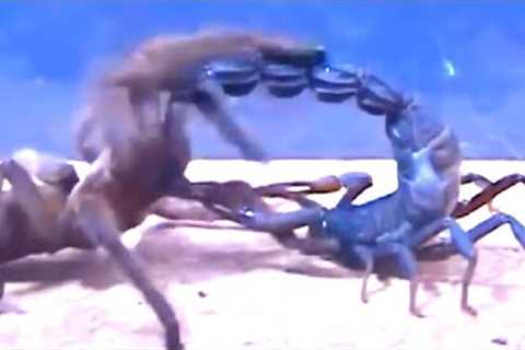 Tarantula vs Scorpion, a Centipede and even Snake!