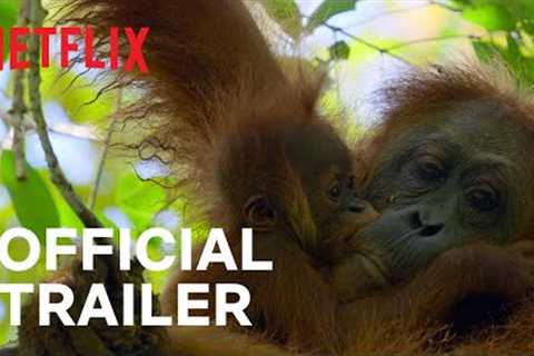 Secret Lives of Orangutans | Official Trailer | Netflix